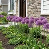 Allium Zwiebeln Winterhart Mehrjährig - Globemaster - 5 Produktbild-Vorschau 3