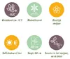 GreenboutiQ - Gartenpflanze - Magnolia Ricki - Blüte Rot - Produktbild-Vorschau 7