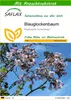 SAFLAX - Blauglockenbaum - Paulownia tomentosa - 200 Samen Produktbild-Vorschau 1