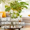 COMPO  Grünpflanzen- und Palmendünger - 500 ml Produktbild-Vorschau 6