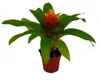 Mini Guzmania Trio - sada 3 barevných bromélií ve 3 barvách Náhled obrázku produktu 4