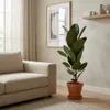 Bloomique - Ficus Elastica Robusta - Drzewo kauczukowe - Podgląd zdjęcia produktu 4
