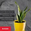 A snake plant in a yellow pot against a dark, textured background, with marketing text on the left. Podgląd zdjęcia produktu