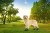 Pfotenschutz für Hunde Hundeschuhe 4er Set mit Beutel Produktbild-Vorschau 5