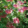A close-up view of blooming honeysuckle flowers with green leaves. Anteprima dell’immagine prodotto