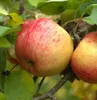 Topaz ® Apfelbaum - Buschbaum Topfballen (Versandzeit: Produktbild-Vorschau 6