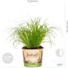 3x Mieszanka przyjazna zwierzętom - Cyperus - Chlorophytum Podgląd zdjęcia produktu 3