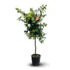 Mandarinier satsuma - agrume méditerranéen - arbre fruitier Voir les images du produit 1