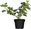 A potted plant with green leaves and branches against a white background. Produktbild-Vorschau