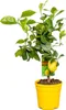 Bloomique - Citrus Limon - Zitrone - Zitronenbaum - Produktbild-Vorschau 1