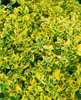 A close-up view of a plant with variegated yellow and green leaves. Produktbild-Vorschau