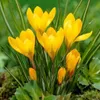 Krokus Romance mieszanka cebulek kwiatowych Podgląd zdjęcia produktu 2