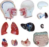 Anatomický model Ľudský trup Anatomický model Ľudské telo Náhľad obrázku produktu 3