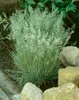 Koeleria glauca, Blaues Schillergras, 20–30 cm Produktbild-Vorschau 4