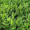 6 x Tüpfelfarn - Polypodium vulgare  | Topf 9cm x 9cm Produktbild-Vorschau 1
