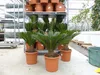 XL Premium Palmfarn 70 - 90 cm Cycas Revoluta Sagopalme Produktbild-Vorschau 8