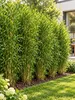 Fargesia robusta Campbell, altezza 40-60 cm. Bambù da Anteprima dell’immagine prodotto 1