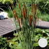 Bloomique - Typha Latifolia - Grand Massette - Cigare des Voir les images du produit 1
