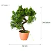 Bonsai jałowiec - Juniperus chinensis Kishu z Japonii, Podgląd zdjęcia produktu 2