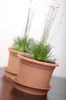 Two terracotta plant pots with green plants and thin stems with small buds are shown against a white background. Náhľad obrázku produktu