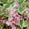 Weigela pestrá - Weigela 'Nana Variegata' | 60-80 cm v Náhled obrázku produktu 2