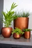 A collection of copper-colored planters with various green plants on a countertop. Produktbild-Vorschau