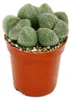 Pleiospilos nelii – Living Stone – Living Granite – im Produktbild-Vorschau 3