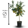 Mandarinier satsuma - agrume méditerranéen - arbre fruitier Voir les images du produit 3