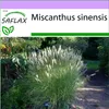 SAFLAX - Čínský rákos - Miscanthus sinensis - 200 Semena Náhled obrázku produktu 5