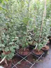 Carpinus betulus Lucas - Säulen Hainbuche Lucas 100-125cm Produktbild-Vorschau 3