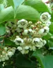 A close-up view of a flowering kiwi plant with white flowers and green leaves. Anteprima dell’immagine prodotto