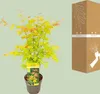 Japanse esdoorn 'Orange Dream', oranje bladkleur. Hoogte: Productafbeelding-voorbeeld 15