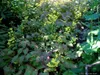 6 x Elfenblume Frohnleiten , gelb , wintergrün , TB 9 Produktbild-Vorschau 3