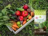 -Erde für Kräuter und Gemüse - 10l - Organisch - Produktbild-Vorschau 5