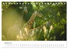 Safari durch Afrika (Tischkalender 2027 DIN A5 quer), Produktbild-Vorschau 4