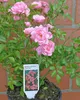20x The Fairy wunderschön robust reich rosa blühend Produktbild-Vorschau 2