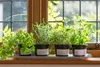 Biovita Erde, -Substrat Für Kräuter, Natural 10L Produktbild-Vorschau 11