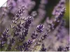 ARTland Poster Lavendel Nahaufnahme Größe: 60x45 cm Produktbild-Vorschau 1