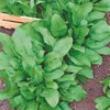 Spinat Winterriesen | Spinatsamen von Buzzy Seeds Produktbild-Vorschau 2