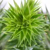 Abete bianco cileno - Abete delle Ande - Araucaria araucana Anteprima dell’immagine prodotto 2