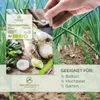 Frühlingszwiebel Samen (Weißer Lissabonner, 75 Korn) - Produktbild-Vorschau 2
