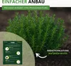 Thymian Deutscher Winter Samen - Thymus vulgaris - Produktbild-Vorschau 6