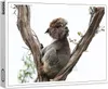 raxxa Premium-Puzzle "Koalama", 1000 Teile Produktbild-Vorschau 1
