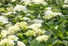 A close-up view of white hydrangeas with green leaves. Produktbild-Vorschau