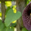x1 Aristolochia Macrophylla P17 H80 Produktbild-Vorschau 3