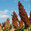 Sorghum Hirse Vogelfutter 20 kg Ergänzung Wildvögel Produktbild-Vorschau 4