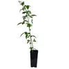 Schwarz Himbeere Black Jewel 2L Produktbild-Vorschau 3