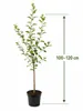 Jabloň Benoni 100–120 cm – skoré letné jablká, voňavé a Náhľad obrázku produktu 5