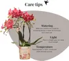 Kolibri Orchids | rote  Schmetterlings-Orchidee - Kongo - Produktbild-Vorschau 13