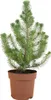 1x Pinus Pinea Silver Crest P17 H50 Produktbild-Vorschau 1